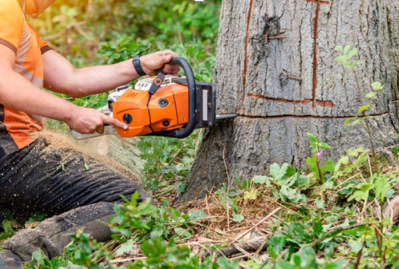 ilustracja artykułu: Wycinka drzew na swojej działce w 2025 roku – co wolno, a co grozi karą?